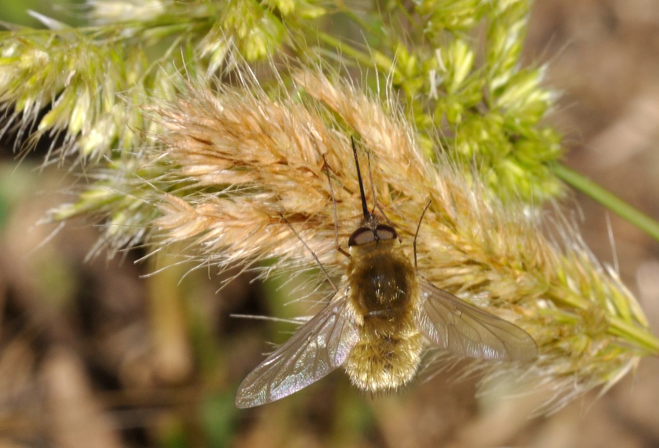 Systoechus cf. ctenopterus ♂ (Bombyliidae)